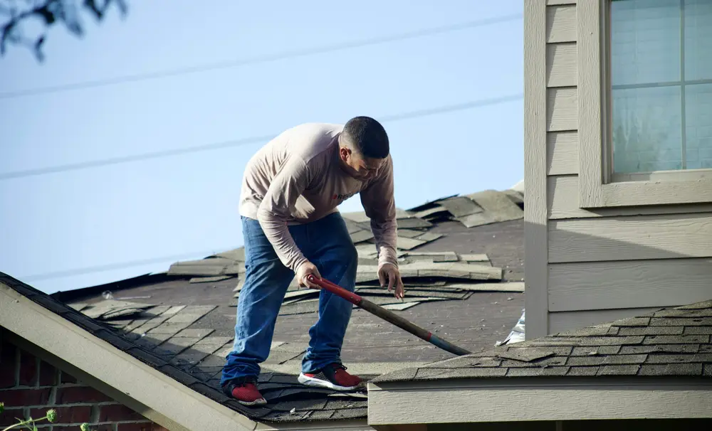 A roofer lifting old shingles beside the siding of a house.